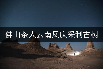 佛山茶人云南鳳慶采制古樹茶 與天地古人對話