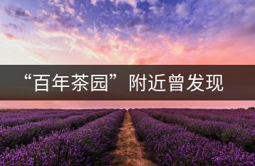 “百年茶園”附近曾發(fā)現(xiàn)稀有單株“紫陽一號”