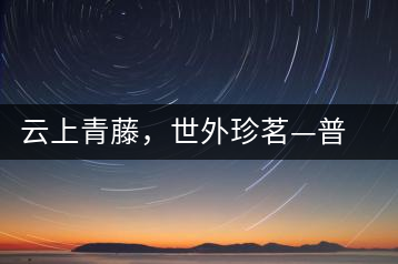 云上青藤，世外珍茗—普秀百年藤條茶即將上市