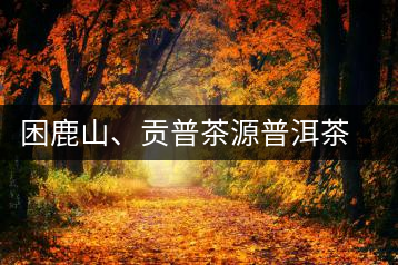 困鹿山、貢普茶源普洱茶羊城受熱捧