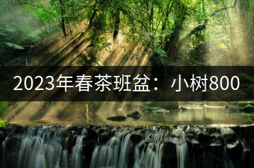2023年春茶班盆：小樹800元／公斤，古樹1600-2200元／公斤