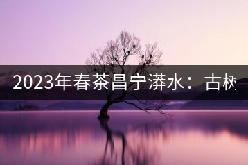 2023年春茶昌寧漭水：古樹混采純料480-600元／公斤，大樹360-420元／公斤，臺地260-300元／公斤，古樹單株均價880-1200元／公斤。