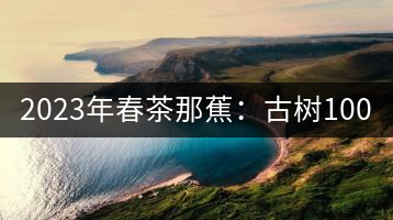 2023年春茶那蕉：古樹1000-1500元／公斤，中樹600-800元／公斤