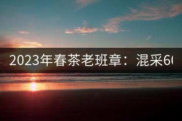 2023年春茶老班章：混采6000-8000元／公斤，挑采：12000元／公斤
