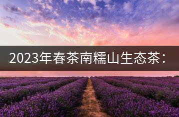 2023年春茶南糯山生態(tài)茶：200-300元／公斤，古樹：900-1500元／公斤