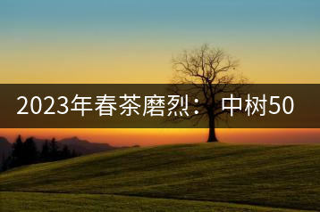 2023年春茶磨烈： 中樹(shù)500-600元／公斤，古樹(shù)混采：2200-2600元／公斤