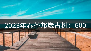 2023年春茶邦崴古樹(shù)：600-1000元／公斤