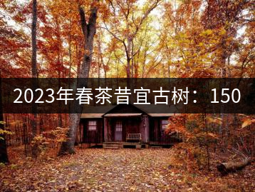 2023年春茶昔宜古樹：150–220元／公斤