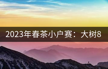 2023年春茶小戶賽：大樹800元／公斤，古樹1200-1300元／公斤