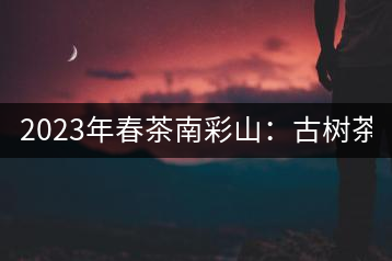 2023年春茶南彩山：古樹茶2000-2200元／公斤，大樹混采1200-1500元／公斤。