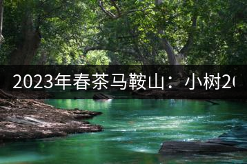 2023年春茶馬鞍山：小樹260–300元／公斤，古樹450-500元／公斤