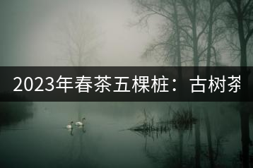 2023年春茶五棵樁：古樹茶6000-8000元／公斤
