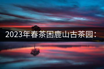 2023年春茶困鹿山古茶園：大樹8000-12000元／公斤，周邊小樹200-300元／公斤