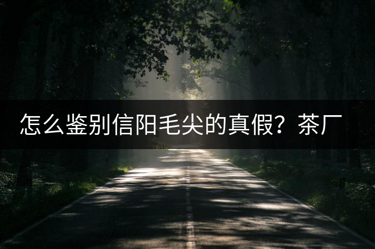 怎么鑒別信陽毛尖的真假？茶廠小姐姐親自告訴你茶葉的等級