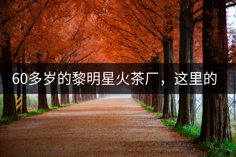 60多歲的黎明星火茶廠，這里的人依然在做茶