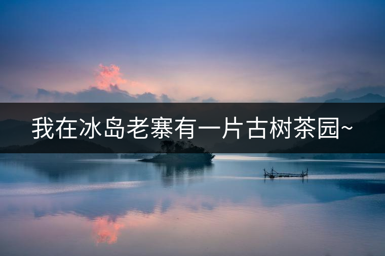 我在冰島老寨有一片古樹茶園~ 我在冰島老寨有一片古樹茶園~