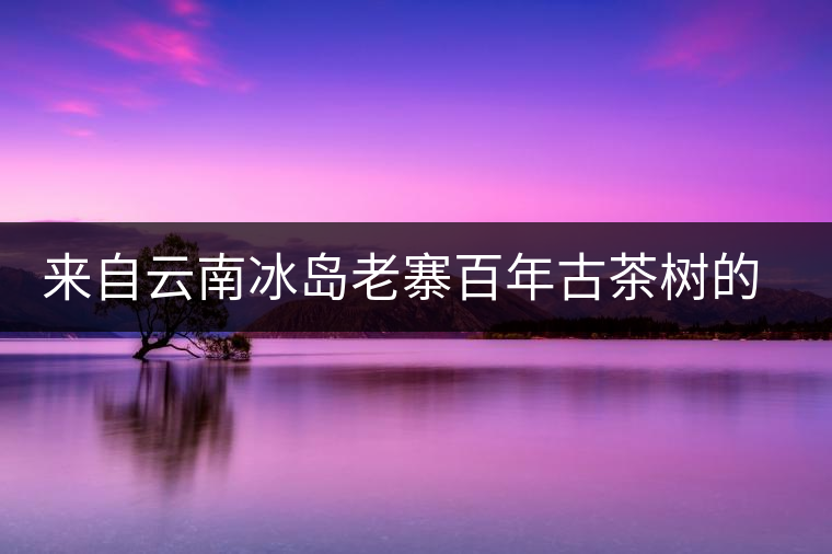 來自云南冰島老寨百年古茶樹的珍貴普洱 來自云南冰島老寨百年古茶樹的珍貴普洱