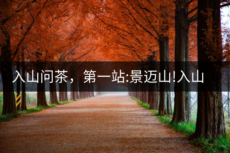 入山問茶，第一站:景邁山!入山問茶，第一站：景邁山！