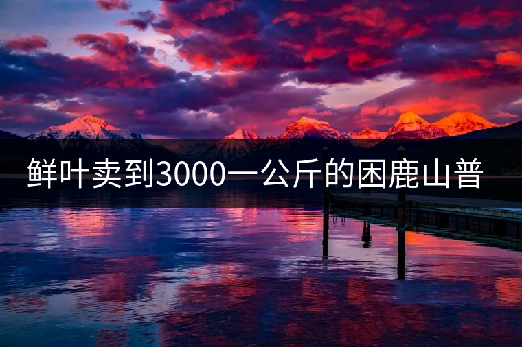 鮮葉賣(mài)到3000一公斤的困鹿山普洱茶，口感如何？