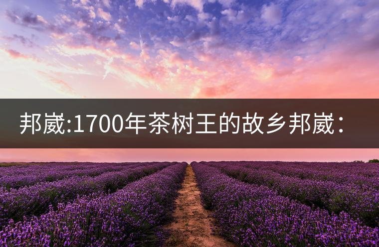 邦崴:1700年茶樹王的故鄉(xiāng)邦崴:1700年茶樹王的故鄉(xiāng) 邦崴:1700年茶樹王的故鄉(xiāng)邦崴:1700年茶樹王的故鄉(xiāng)