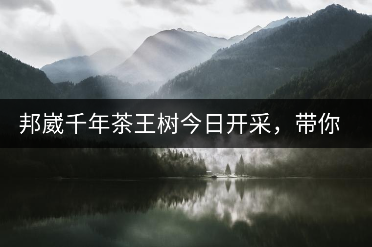 邦崴千年茶王樹今日開采，帶你了解被低估的邦崴古樹茶邦崴千年茶王樹今日開采，帶你了解被低估的邦崴古樹茶