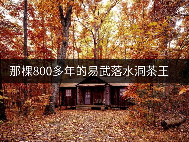 那棵800多年的易武落水洞茶王樹死了 那棵800多年的易武落水洞茶王樹死了