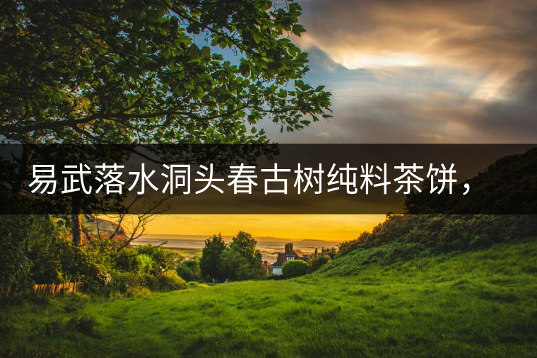 易武落水洞頭春古樹純料茶餅，實現(xiàn)原料和工藝的兩優(yōu)結合