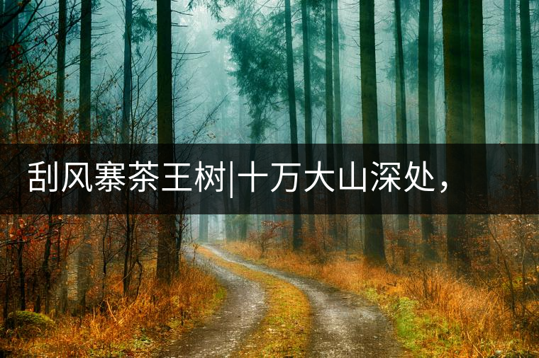 刮風(fēng)寨茶王樹(shù)|十萬(wàn)大山深處，鮮為人知的王者刮風(fēng)寨茶王樹(shù)｜十萬(wàn)大山深處，鮮為人知的王者