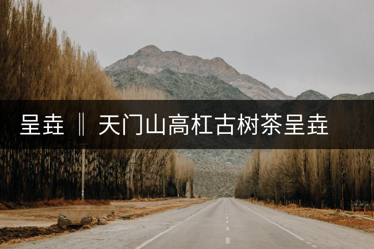 呈垚 ‖ 天門山高杠古樹茶呈垚 ‖ 天門山高杠古樹茶