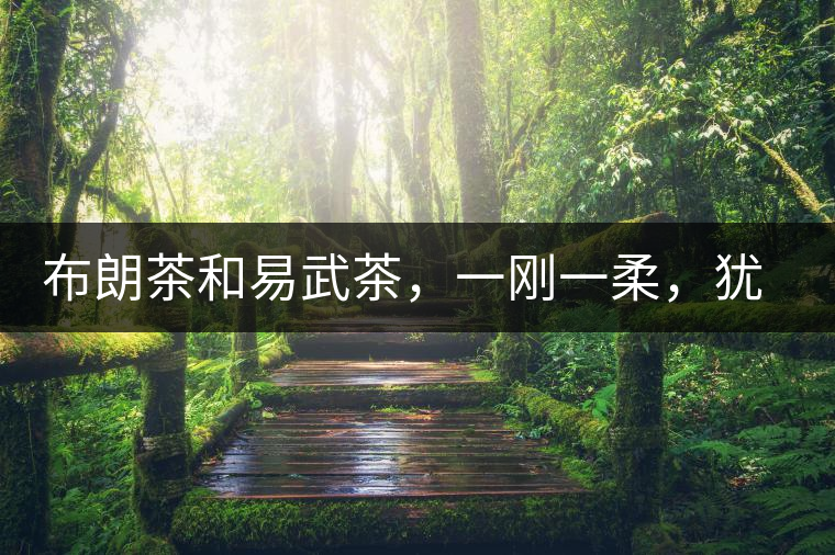 布朗茶和易武茶，一剛一柔，猶如洪拳與太極