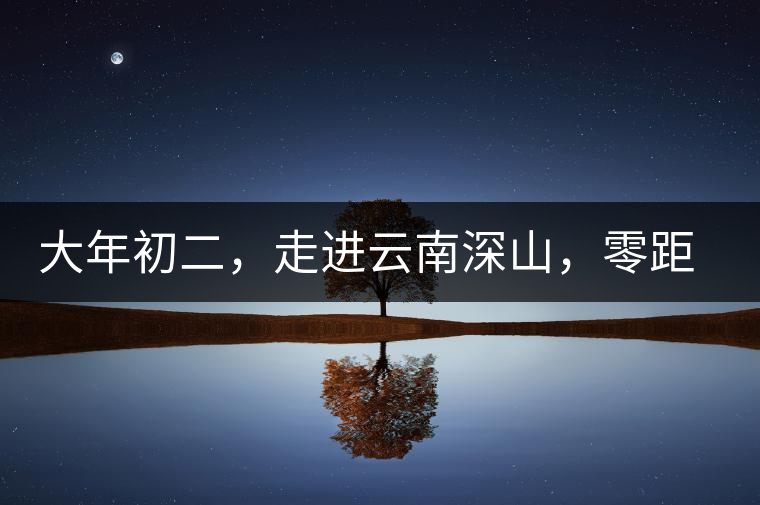 大年初二，走進云南深山，零距離接觸古茶樹