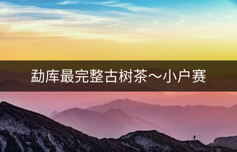 勐庫(kù)最完整古樹茶～小戶賽