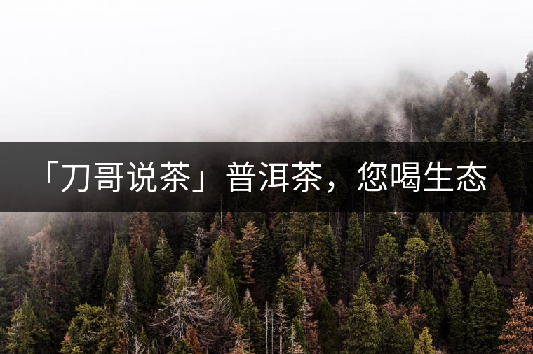 「刀哥說茶」普洱茶，您喝生態(tài)還是喝樹齡？