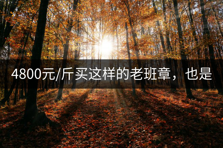 4800元/斤買這樣的老班章，也是醉了!4800元/斤買這樣的老班章，也是醉了！