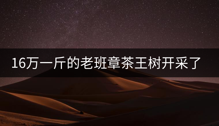 16萬一斤的老班章茶王樹開采了，茶友果斷拉了一車現(xiàn)金去...16萬一斤的老班章茶王樹開采了，茶友果斷拉了一車現(xiàn)金去！