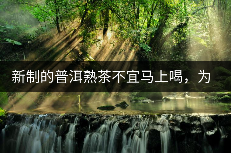 新制的普洱熟茶不宜馬上喝，為什么？