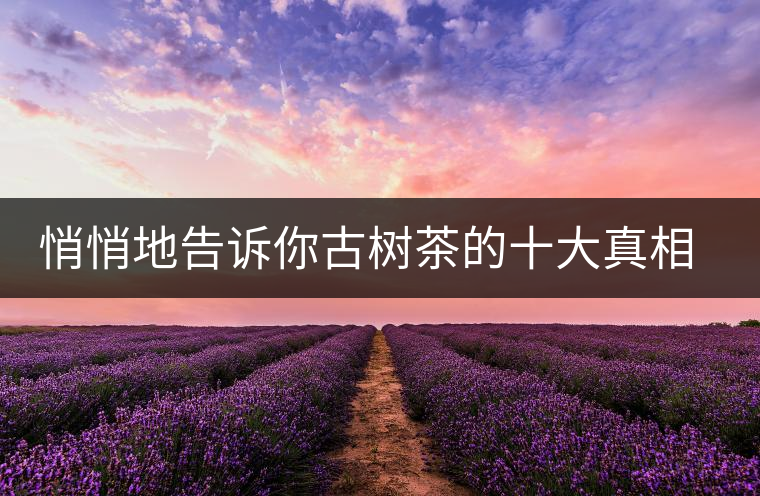 悄悄地告訴你古樹茶的十大真相，就不怕交學(xué)費(fèi)了