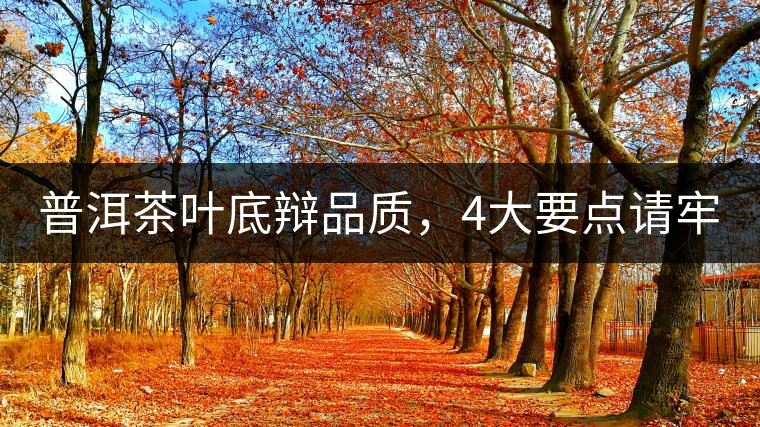 普洱茶葉底辯品質(zhì)，4大要點(diǎn)請(qǐng)牢記！
