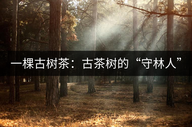 一棵古樹茶:古茶樹的“守林人” 一棵古樹茶:古茶樹的“守林人”