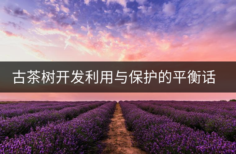 古茶樹開發(fā)利用與保護的平衡話題再次引人關注