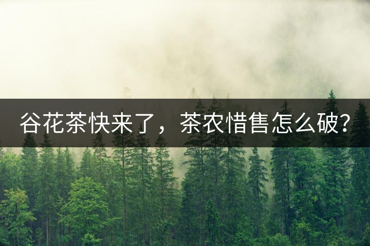谷花茶快來了，茶農(nóng)惜售怎么破？