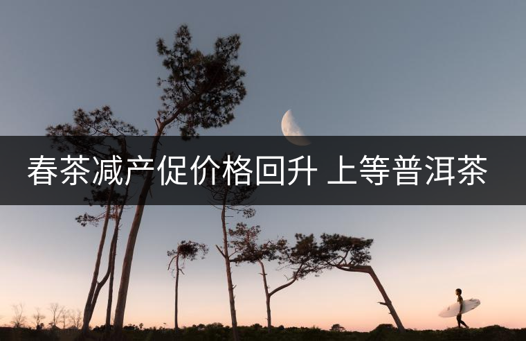 春茶減產(chǎn)促價格回升 上等普洱茶才越陳越好