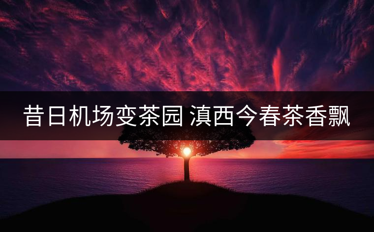 昔日機場變茶園 滇西今春茶香飄