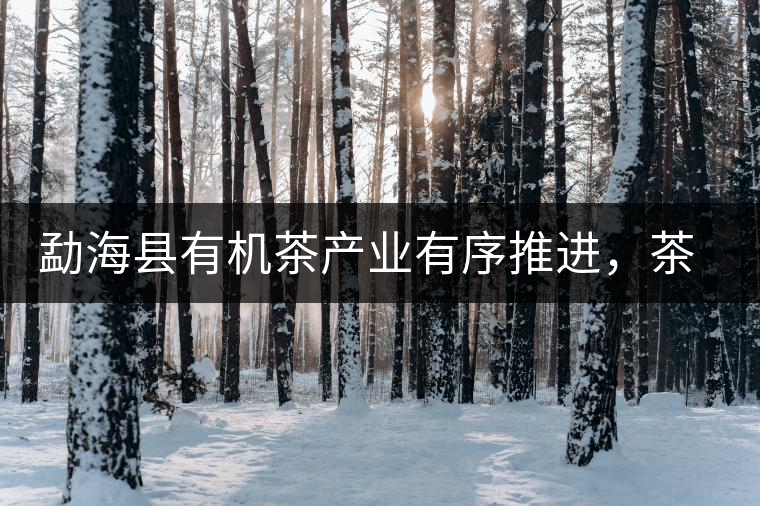 勐海縣有機茶產業(yè)有序推進，茶產業(yè)已成為第一支柱產業(yè)