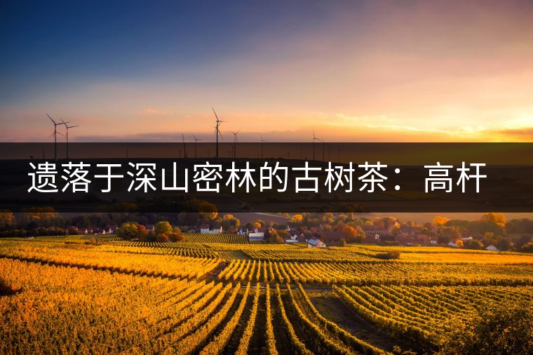 遺落于深山密林的古樹(shù)茶：高桿茶
