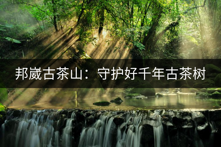邦崴古茶山:守護(hù)好千年古茶樹 邦崴古茶山:守護(hù)好千年古茶樹