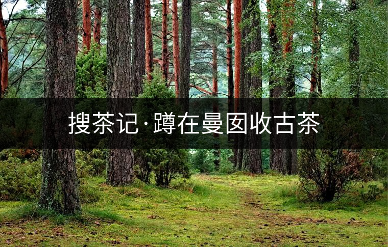 搜茶記·蹲在曼囡收古茶 搜茶記·蹲在曼囡收古茶