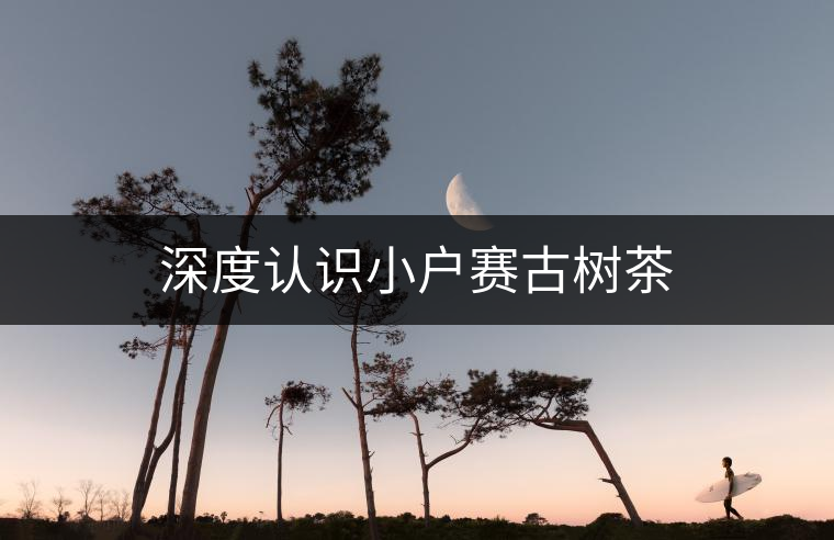 深度認(rèn)識小戶賽古樹茶 深度認(rèn)識小戶賽古樹茶