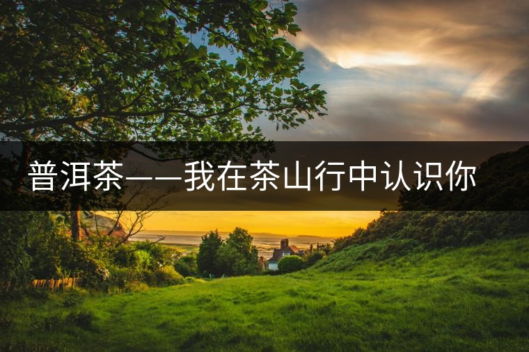 普洱茶——我在茶山行中認(rèn)識(shí)你之景邁 普洱茶——我在茶山行中認(rèn)識(shí)你之景邁