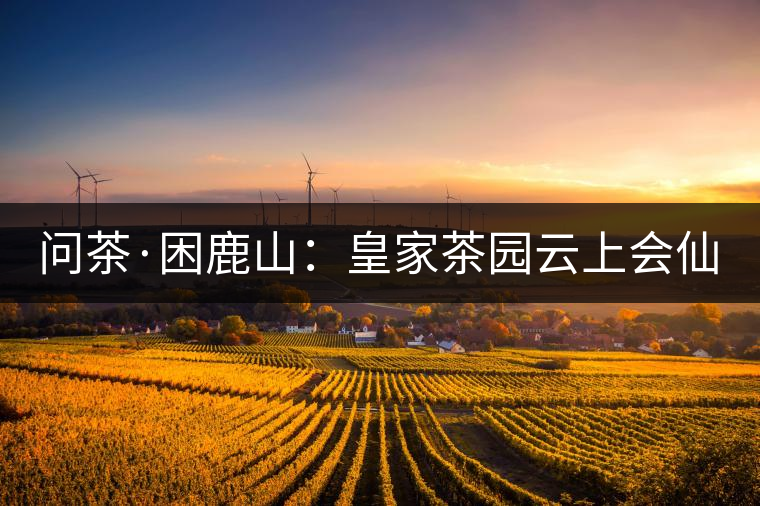 問茶·困鹿山：皇家茶園云上會仙